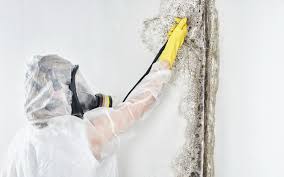 Best Basement Mold Removal  in Friendship Heights Village, MD